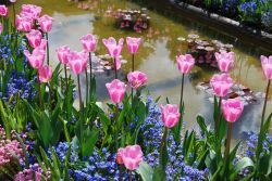 08 Tulpen im italienischen Garten